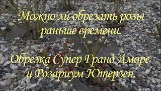 Можно ли обрезать розы раньше времени. Обрезка Супер Гранд Аморе и Розариум Ютерзен.