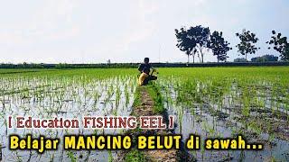 YUK BELAJAR ‼️ MANCING BELUT DI SAWAH BERSAMA KAMI