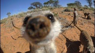 Robot Meerkat Babysits Cute Meerkat Babies