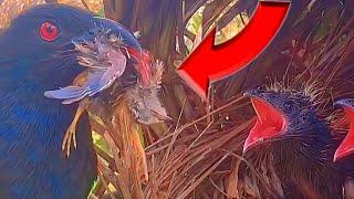 ANAK BURUNG LAIN KEMBALI JADI TUMBAL KERAKUSAN ANAK BURUNG BUTBUT