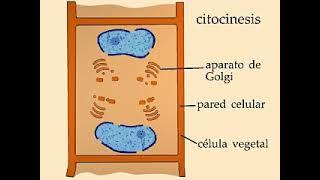 Citocinesis