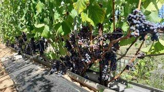 Один из самых лучших  универсальных сортов винограда на нашем участке Беларусь.
