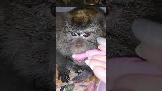 хорошего денёчка #monkey #petmonkey #обезьяна #животные #экзотика #animals #зоо