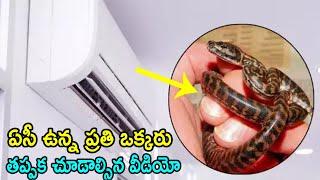 40 Snakes In AC I ఏసీలో 40 పాము పిల్లలు షాకింగ్ ఘటన I Viral News