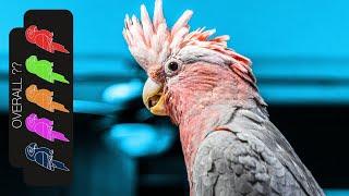 Galah Cockatoo The Best Pet Parrot?