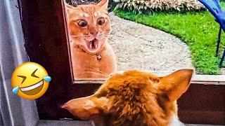 Funny Animal Videos 2024 Funniest Cats and Dogs Videos