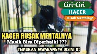 Kalian Harus Tau  Ciri-Ciri Kacer Rusak Mentalnya