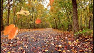 Autumn Leaves FallingBlowing From Trees on a Windy Fall Day - Relaxing AmbienceFREE Stock Footage