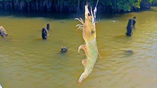 pesca de pargos y robalos en los manglares pesca con camarón vivo