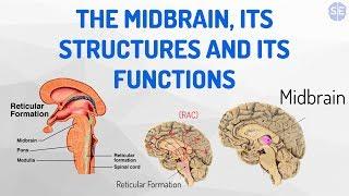 Psychology The Nervous System #05 The Midbrain Its Structures And Its Functions