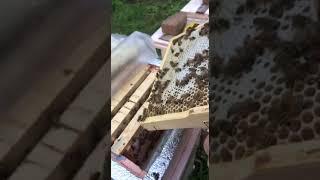 Сотовый мед #бакфаст #bee #пчеловодство #beekeeper