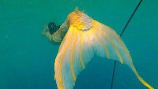 Real mermaid tail extended goldfish