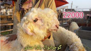 Low rate mundra chatra kaka gulabi lakha nishano m ?  bakra mandi gujranwala