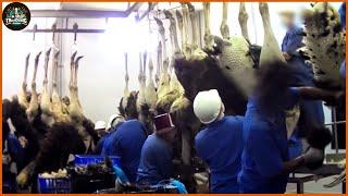 How Farmers Raise Millions Of Ostriches - Ostrich Farm  Ostrich Processing Factory
