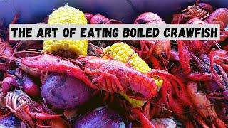 How To Eat Boiled Crawfish  The Cajun Way