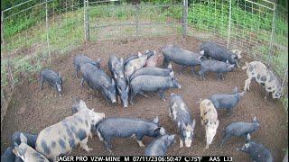 Over 160 Hogs Caught Ultimate Hog Trap Gate Drop Compilation