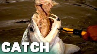 Greedy Payara Nearly Chokes on Fish  River Monsters