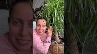 I whip my ponytail palm back and fourth #plantcare #ponytail #plantlovers