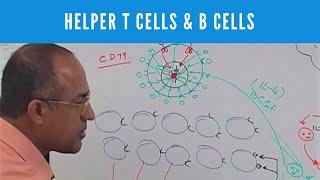 Helper T cells  CD4+ and B cells  Lymphocytes  Immunology