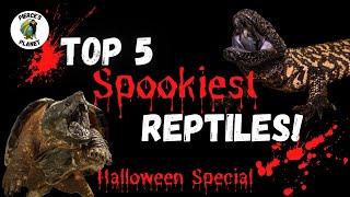 The Top 5 SPOOKIEST Reptiles You Could Own A Halloween Special