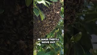 Bee Swarms You Won t Believe