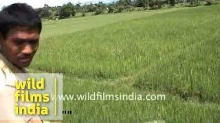 Tiger attacks mahout on elephant