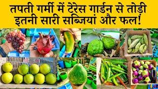 टेरेस गार्डन से तोड़ी इतनी सारी सब्जियां और फल Harvesting Fruits And Vegetables In Terrace Garden