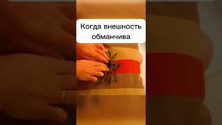 Какая внешность может быть обманчивой? #шортс #пауки