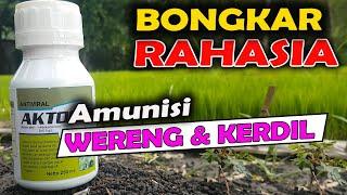 INSEKTISIDA UNTUK HAMA WERENG DAN VIRUS KERDIL