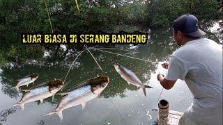 menangkap ikan  Cari Ikan Seru Kena Tarikan Ikan Bandeng  Branjang Ikan  Nangkul Ikan