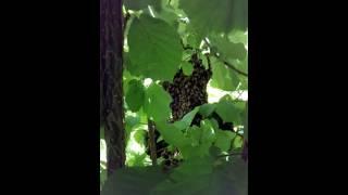 Mesilassülem Sõrve sääres Bee swarm