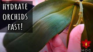 How to rehydrate Orchids fast - Orchid Care Quick Tips