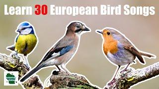 Learn 30 Common Garden Bird Songs and Calls UKEurope