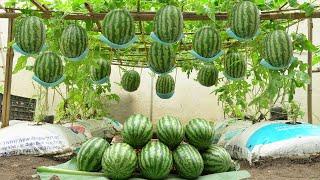 Home Gardening Why does growing watermelon in soil bags produce so many fruits