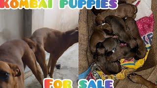 KOMBAI  PUPPIES FOR SALE  PH8778803033  SELVAJOTHI FARM TRICHY