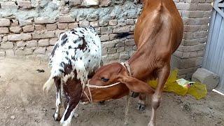 Goat feeding calf new video   breastfeeding animals  Nikka Haji