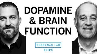 How Dopamine Impacts Brain Function  Dr. Mark DEsposito & Dr. Andrew Huberman