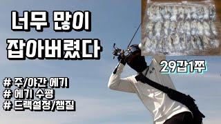 훅킹TV 워킹갑오징어낚시가서 너무 많이 잡아버렸다ㅣ미친사이즈 갑오징어가 쏟아진다 cuttlefish