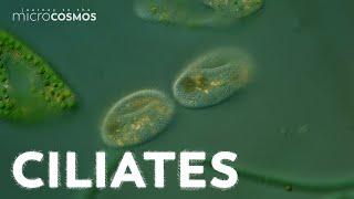 What Can Ciliates Teach Us About Ciliates