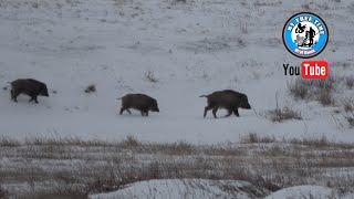 Четыре Сникерса  Охота на Кабана с подхода 2023   Boar hunting   4K