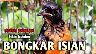 PALING TOP‼️BIKIN SEMUA TROTOLAN BONGKAR ISIAN NGEPLONG  pancingan murai trotol agar ngeplong