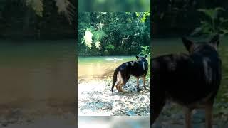 An Old Man and His Dog Taking A Dip on a Hot Day