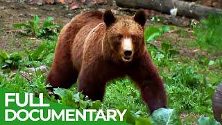 Wild Carpathia  Episode 1 Transylvania  Free Documentary Nature