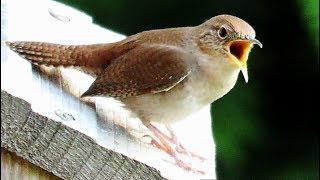 House Wren Singing