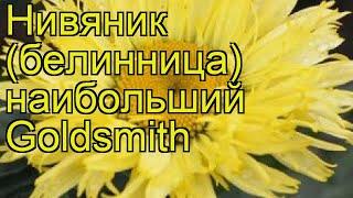 Нивяник наибольший Голдсмит. Краткий обзор описание характеристик где купить саженцы