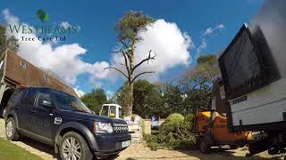 Pine Dismantle Time Lapse by Westbeams Tree Care