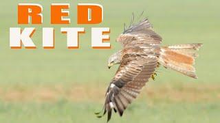 RED KITE - Birds of prey in flight