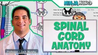 Neurology  Gross Anatomy of the Spinal Cord and Spinal Nerves