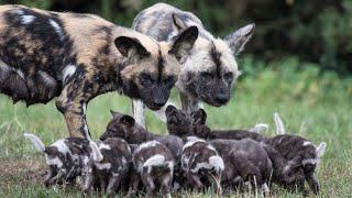 Wild Dogs  National Geographic Wild Documentary Full HD 1080p