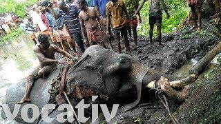 Elephant Stuck In Mud Saved By Indian Villagers